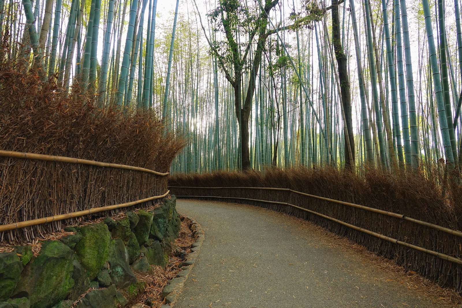 Discover the Magic of Arashiyama Bamboo Grove in Kyoto - Kyoto | Secret World Trip Planner