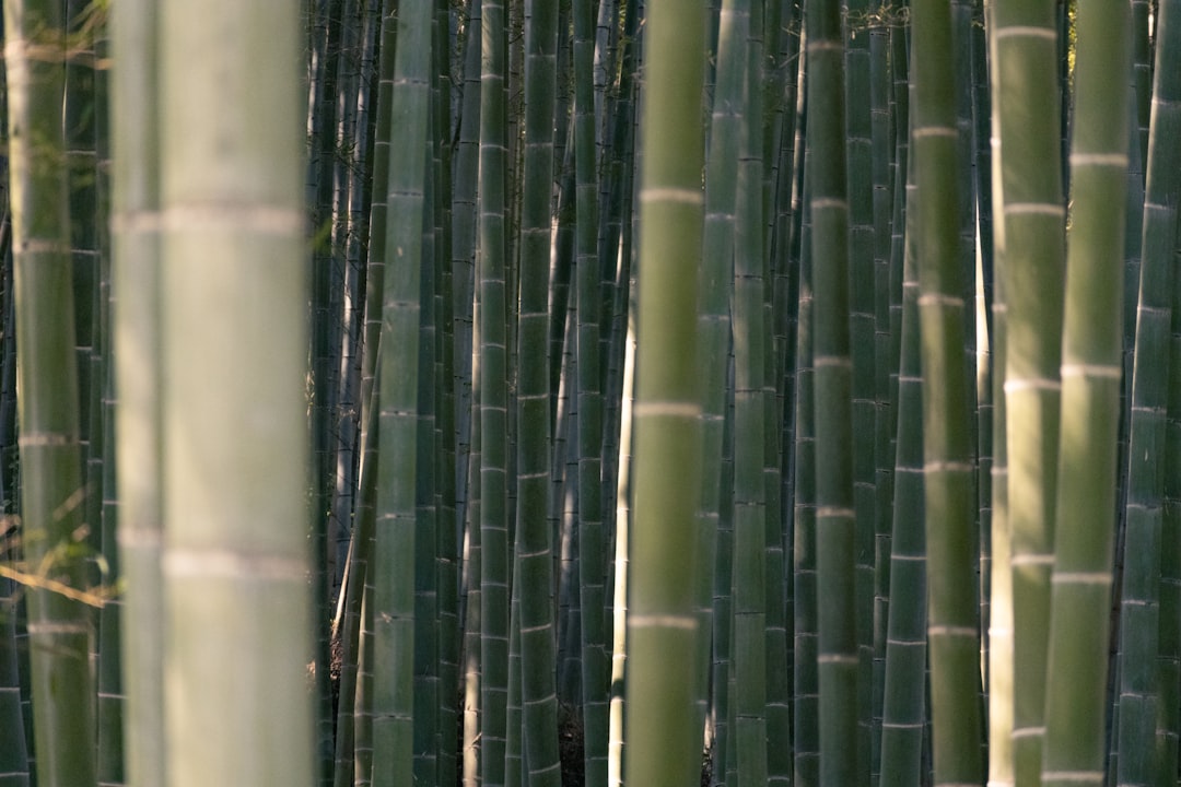 Descubre la Magia del Bosque de Bambú de Arashiyama en Kioto - Kyoto | Secret World Trip Planner