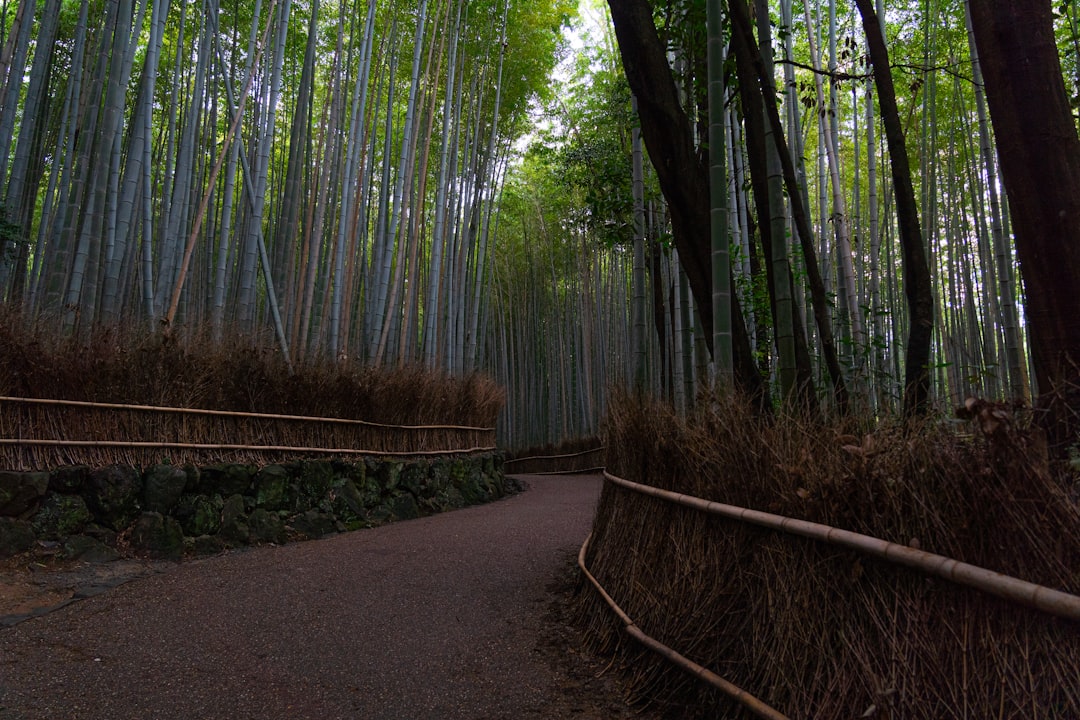 Откройте магию бамбукового леса Арашияма в Киото - Kyoto | Secret World Trip Planner
