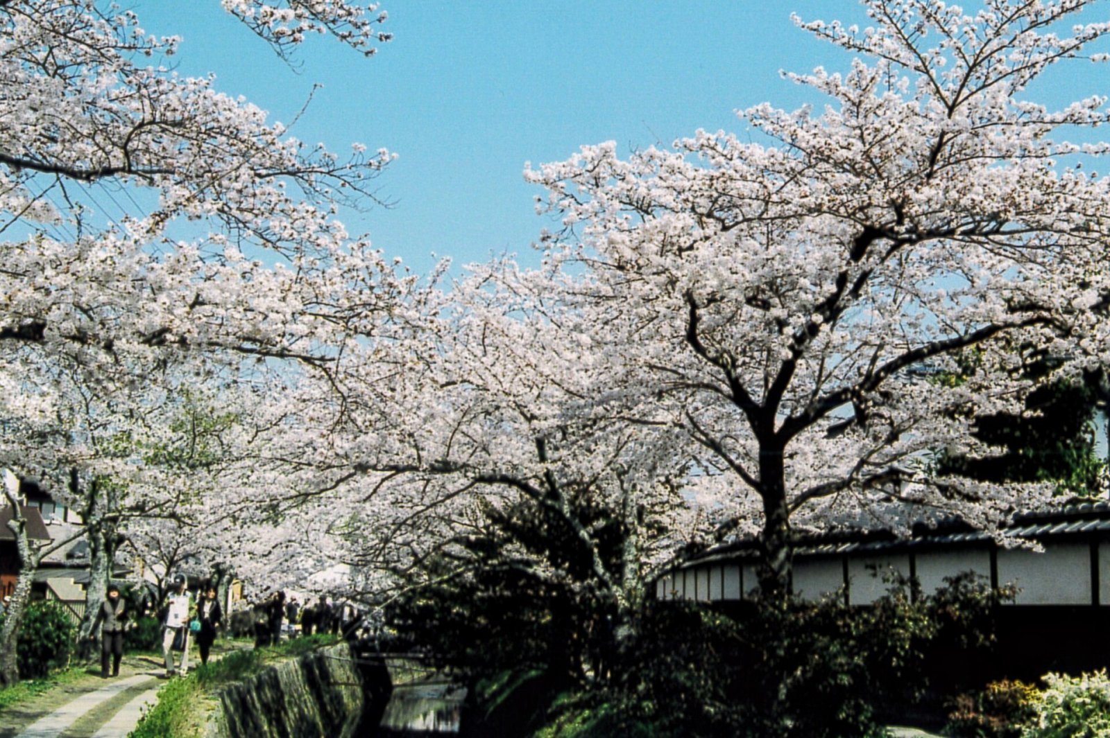Descubre el Sendero de los Filósofos en Kioto: Un Viaje por la Naturaleza - Kyoto | Secret World Trip Planner