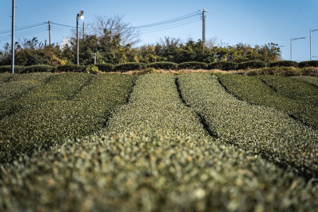 Descubra os Campos de Chá Verde de Boseong: Um Paraíso Natural na Coreia do Sul — Boseong