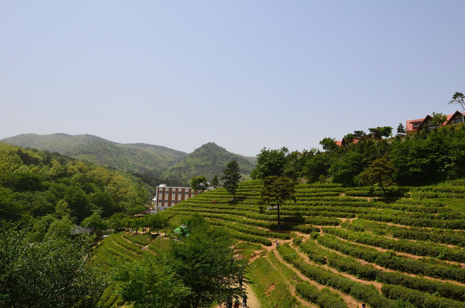 发现宝城的绿茶田:韩国的自然天堂 - Boseong | Secret World Trip Planner