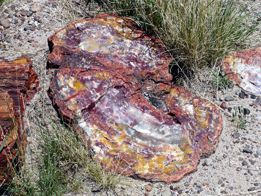 Scopri il Petrified Forest National Park in Arizona - Weinan | Secret World Trip Planner
