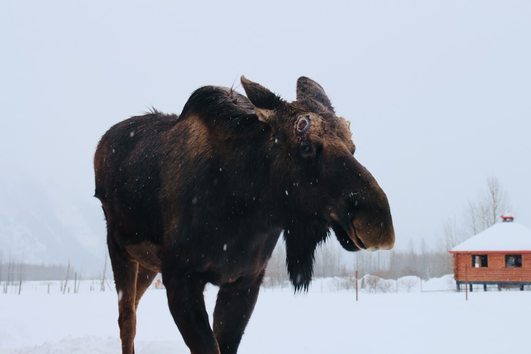 Discover Grand Teton National Park: A Natural Gem | Secret World Trip Planner