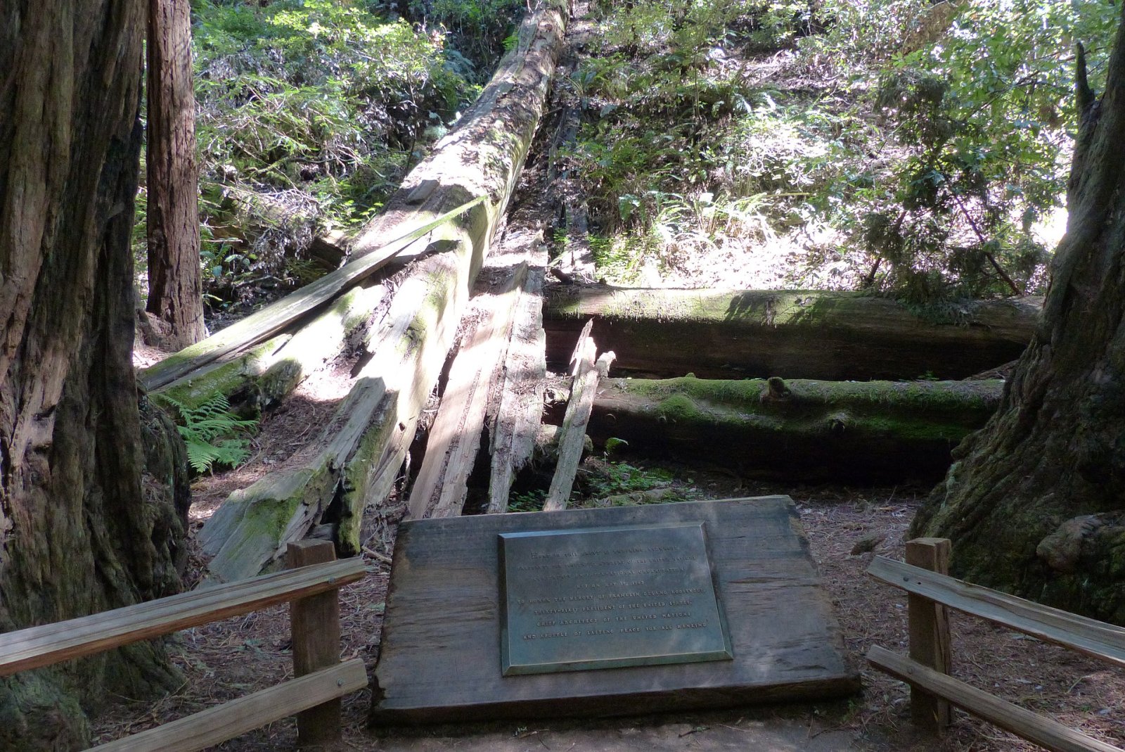 Descubra o Monumento Nacional de Muir Woods: uma joia da natureza na Califórnia | Secret World Trip Planner