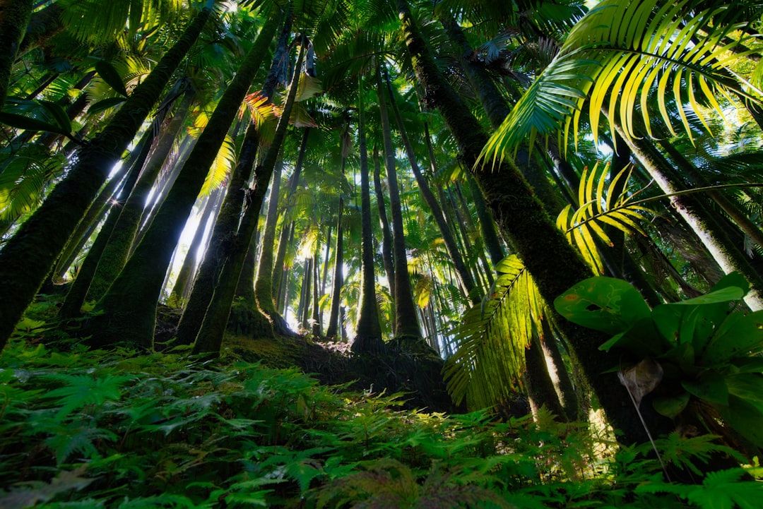 Descubre la Magia del Bosque Lluvioso de Hoh en Forks, Washington | Secret World Trip Planner