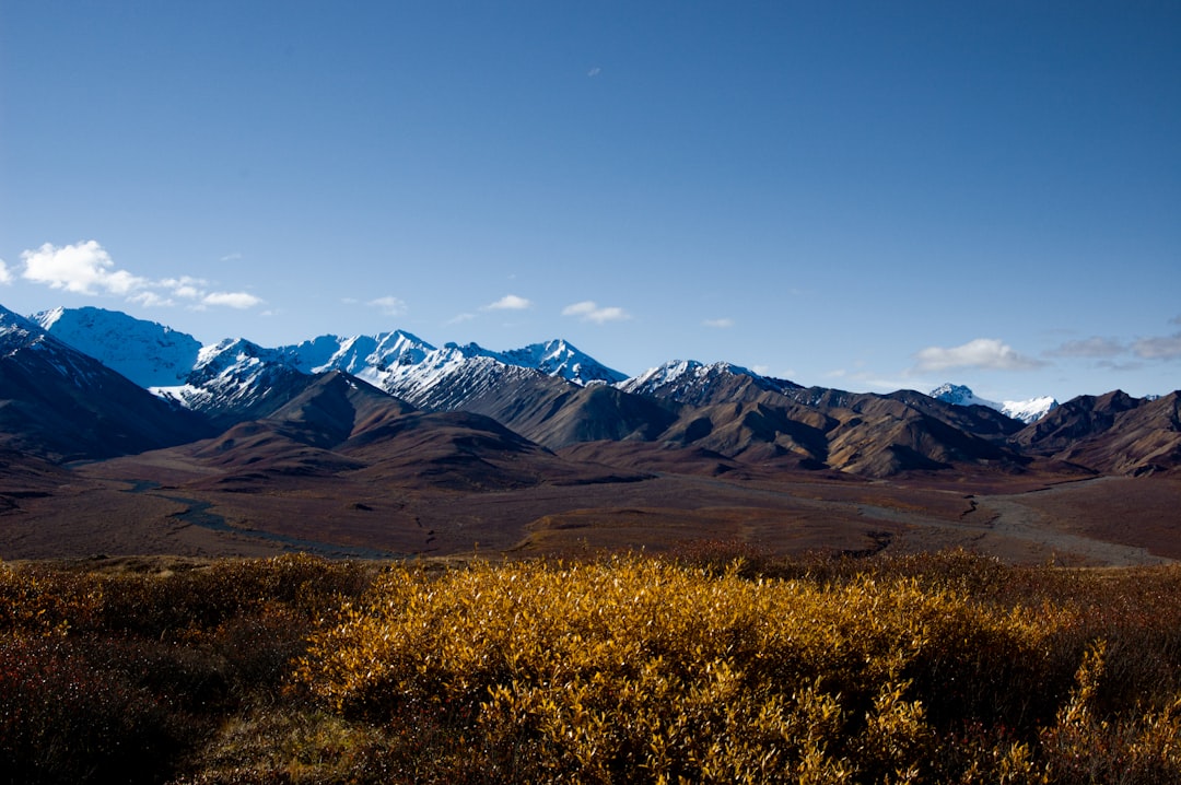 Explore the Wild Beauty of Denali National Park | Secret World Trip Planner