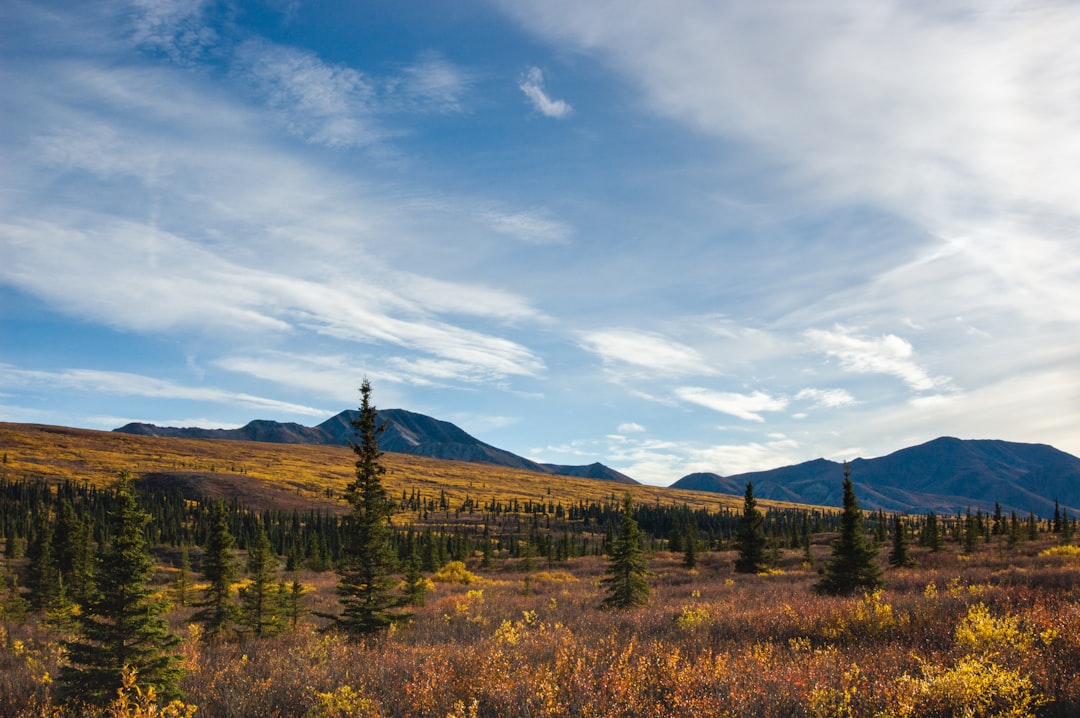 Explore the Wild Beauty of Denali National Park | Secret World Trip Planner