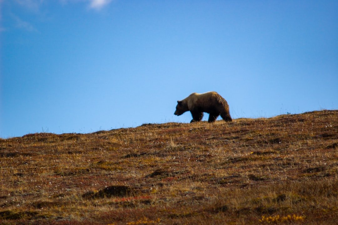 Explore the Wild Beauty of Denali National Park | Secret World Trip Planner
