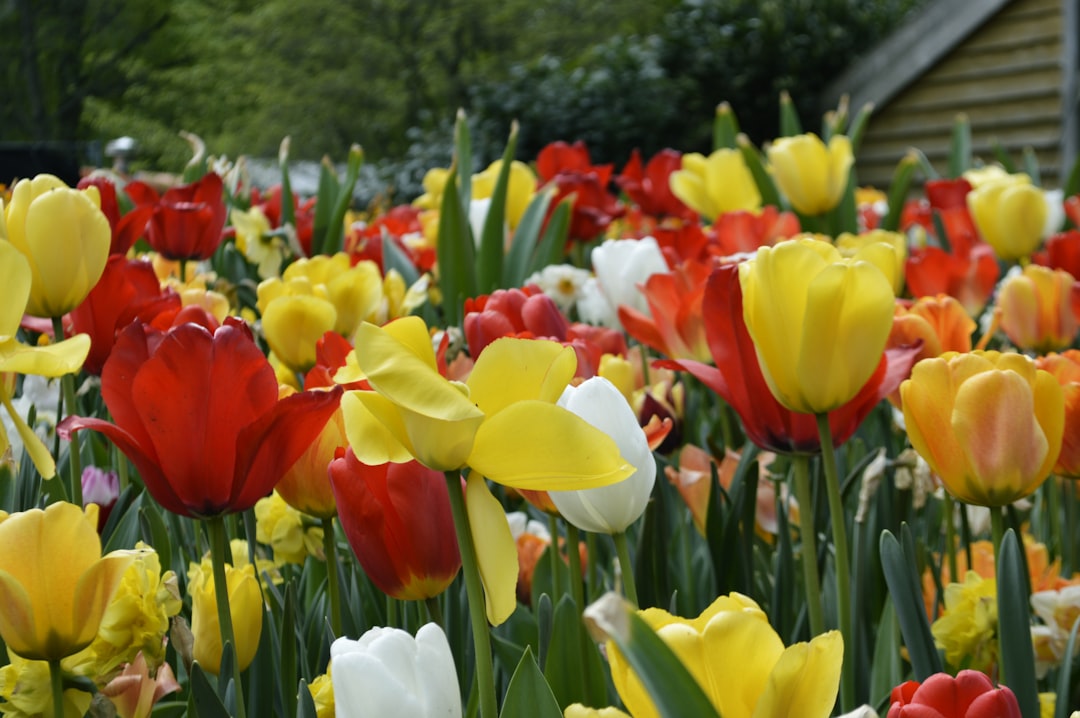 Keukenhof: The World's Largest Flower Garden - Stationsweg 166A | Secret World Trip Planner