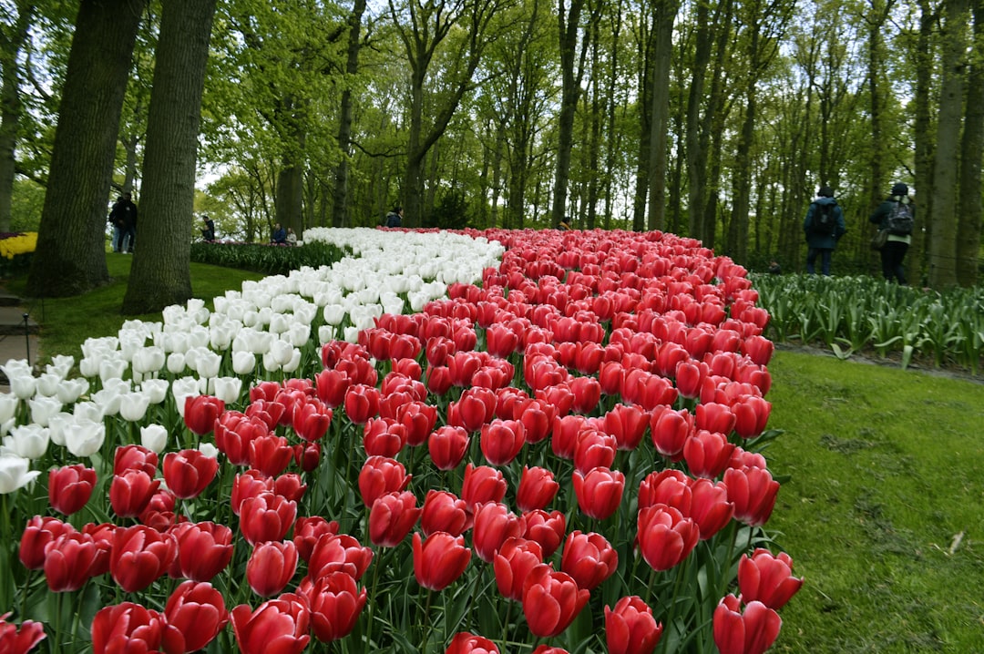 Keukenhof : Le Plus Grand Jardin de Fleurs au Monde - Stationsweg 166A | Secret World Trip Planner