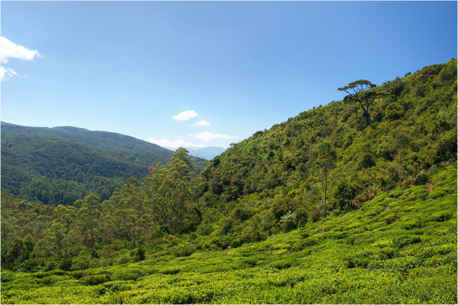 싱글 트리 힐: 스리랑카의 자연 보석 - Nuwara Eliya | Secret World Trip Planner
