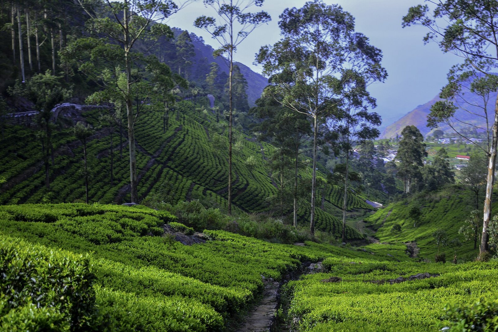 Entdecken Sie Lipton's Seat: Die Unberührte Aussicht in Sri Lanka - Miriyabedde | Secret World Trip Planner