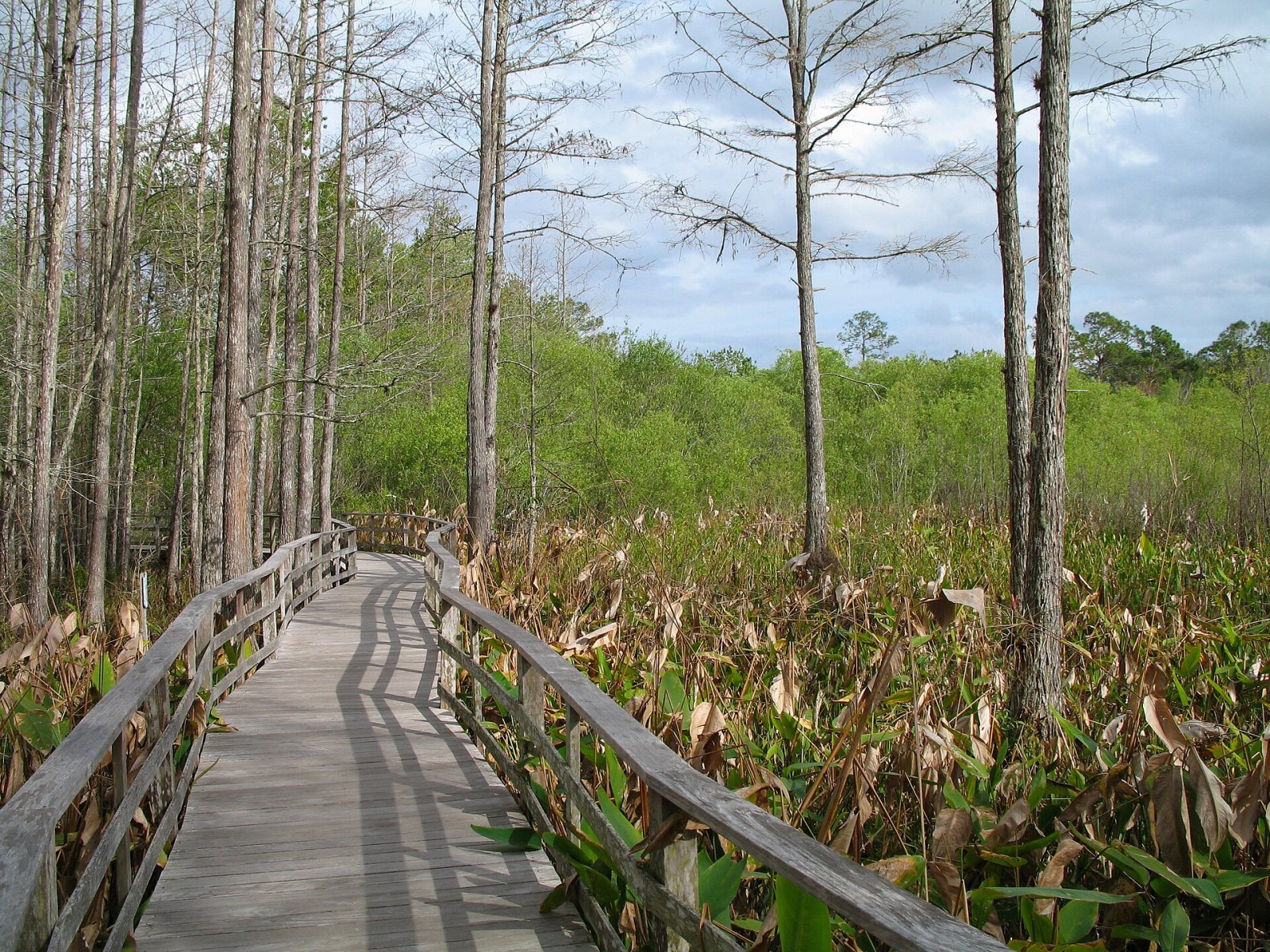 Corkscrew Swamp Sanctuary: Un Paraíso Natural en Florida - Ghatampur | Secret World Trip Planner