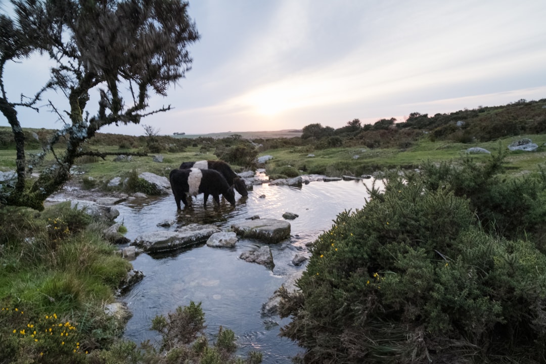 Descubre el encanto del Parque Nacional de Dartmoor en Inglaterra - HX28+2M Lens | Secret World Trip Planner