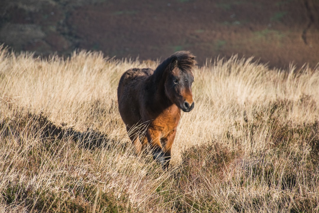 Descubre el encanto del Parque Nacional de Dartmoor en Inglaterra - HX28+2M Lens | Secret World Trip Planner