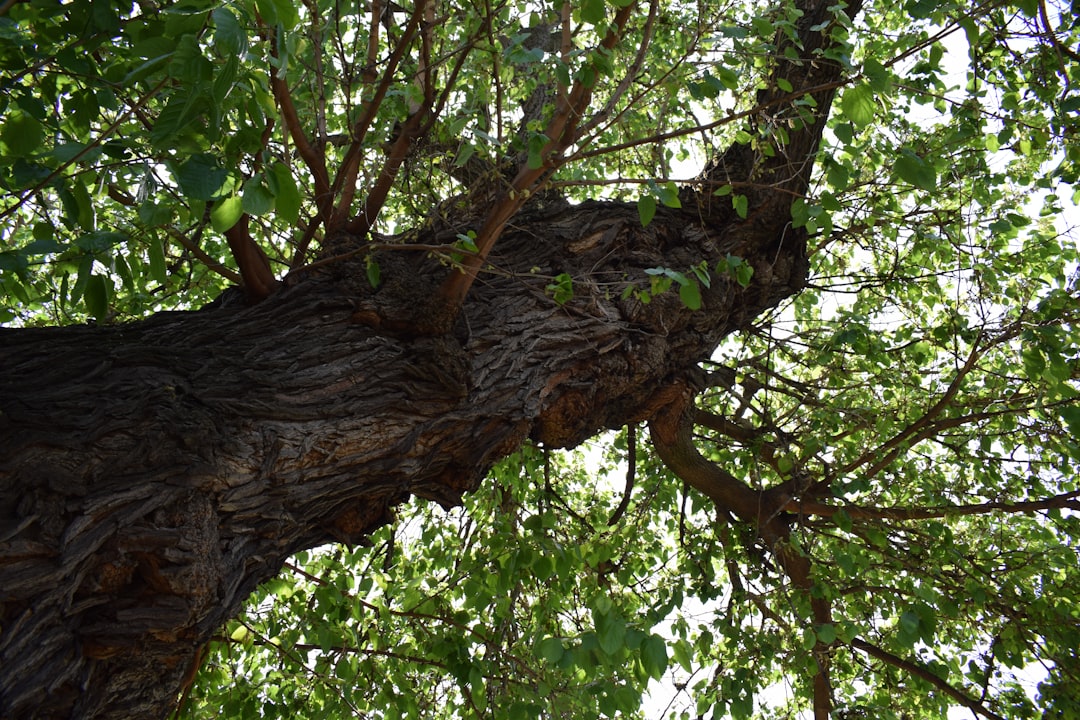 Gossip Tree: The Sound Art Heart of Sibiu - Strada Turnului 2 | Secret World Trip Planner