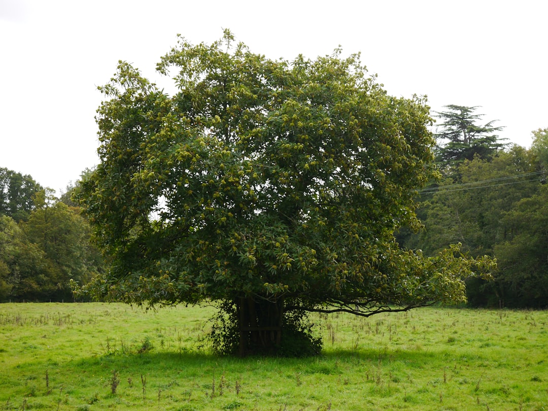 Gossip Tree: Klangkunst im Herzen von Sibiu - Strada Turnului 2 | Secret World Trip Planner