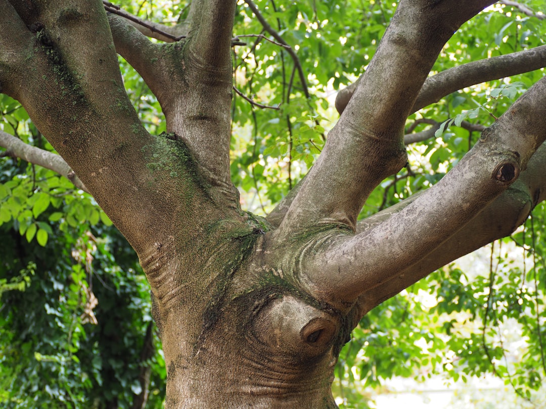 Gossip Tree : L'Art Sonore au Coeur de Sibiu - Strada Turnului 2 | Secret World Trip Planner