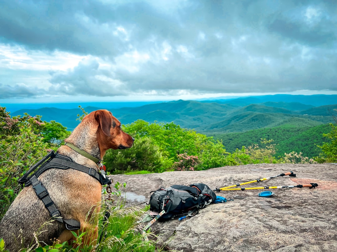 アパラチア国立風景トレイルを発見しよう - Appalachian National Scenic Trail | Secret World Trip Planner