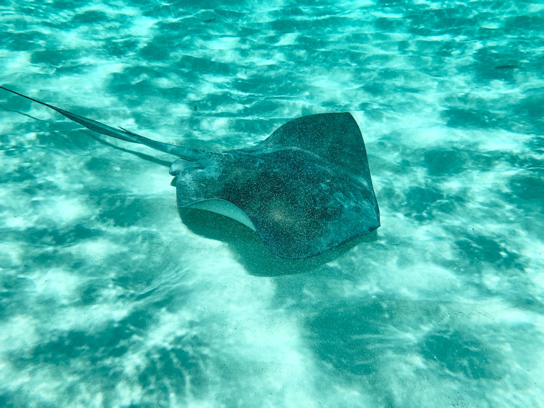 Cozumel : Un Paradis Caché au Cœur des Caraïbes - Cozumel | Secret World Trip Planner
