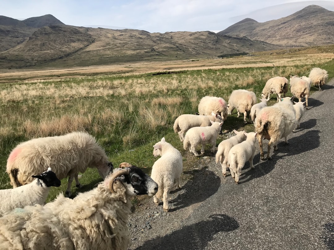Mull : L'île sauvage de l'Écosse - Mull | Secret World Trip Planner