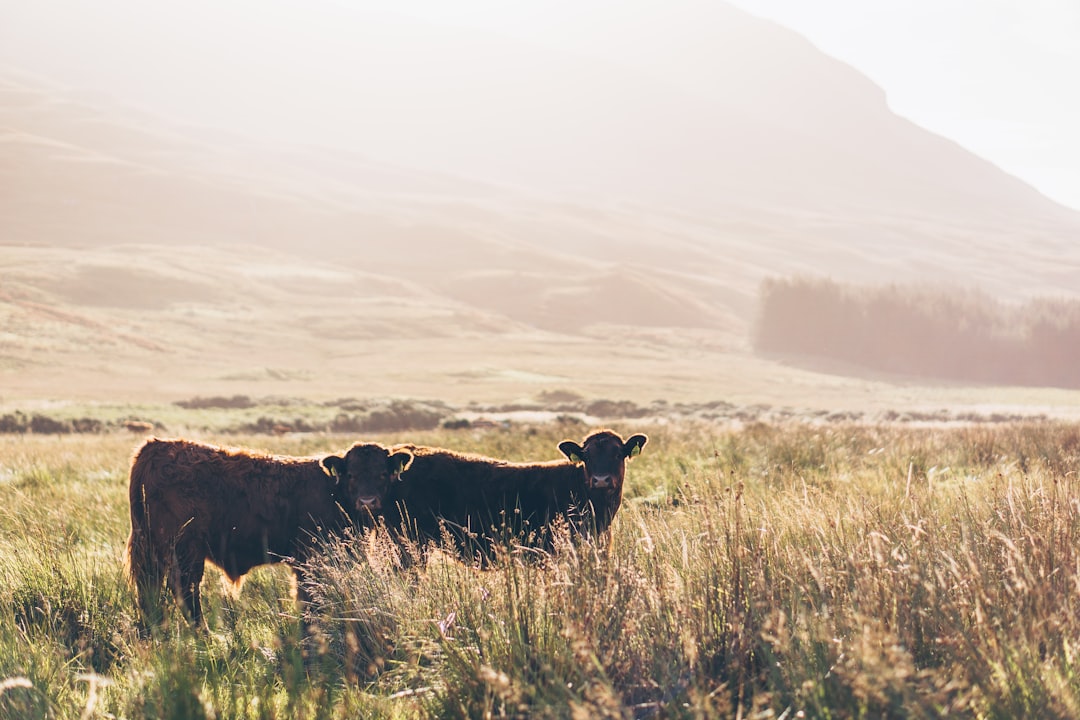 Mull: La isla salvaje de Escocia - Mull | Secret World Trip Planner