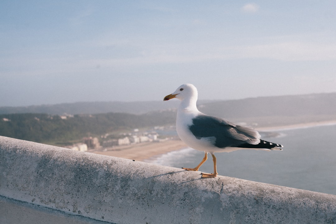 Entdecken Sie Penha de Águia: ein Paradies in Portugal - Santana | Secret World Trip Planner