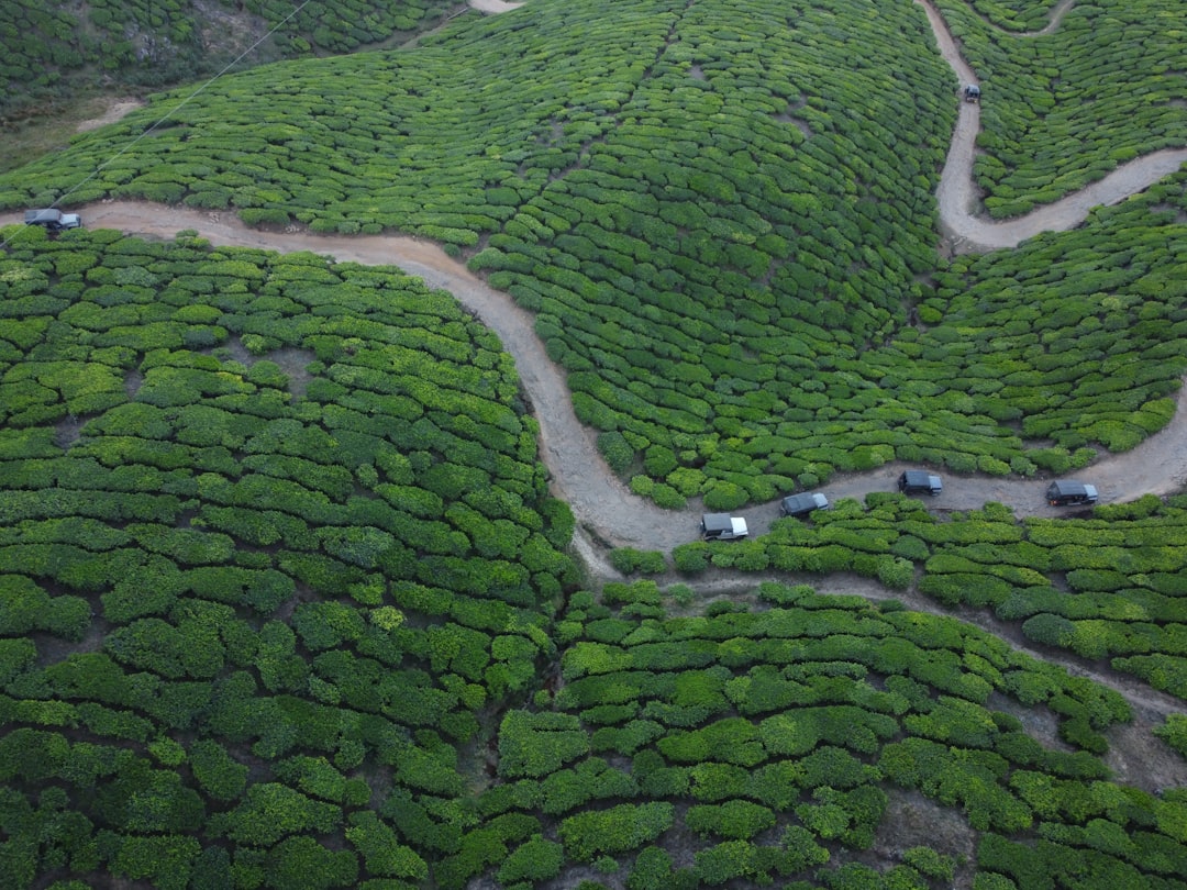 Munnar : Un Paradis au Coeur des Plantations de Thé - Munnar | Secret World Trip Planner