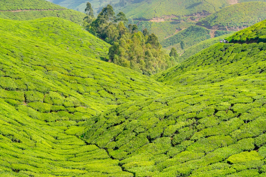 Munnar: Um Paraíso Entre as Plantações de Chá - Munnar | Secret World Trip Planner