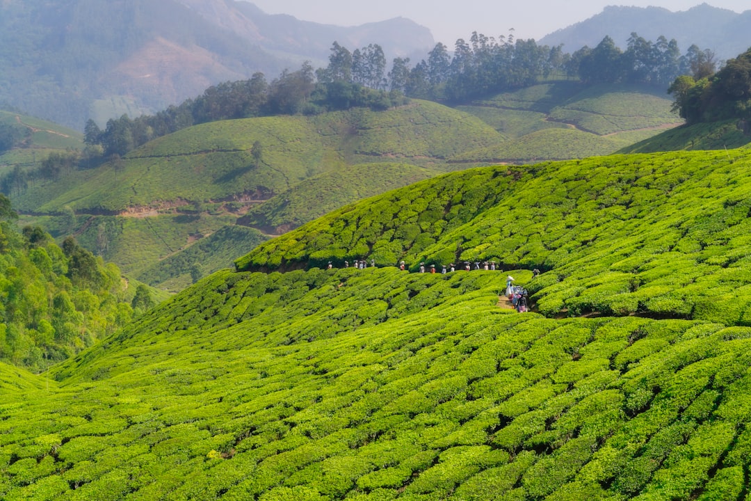 Munnar: Um Paraíso Entre as Plantações de Chá - Munnar | Secret World Trip Planner