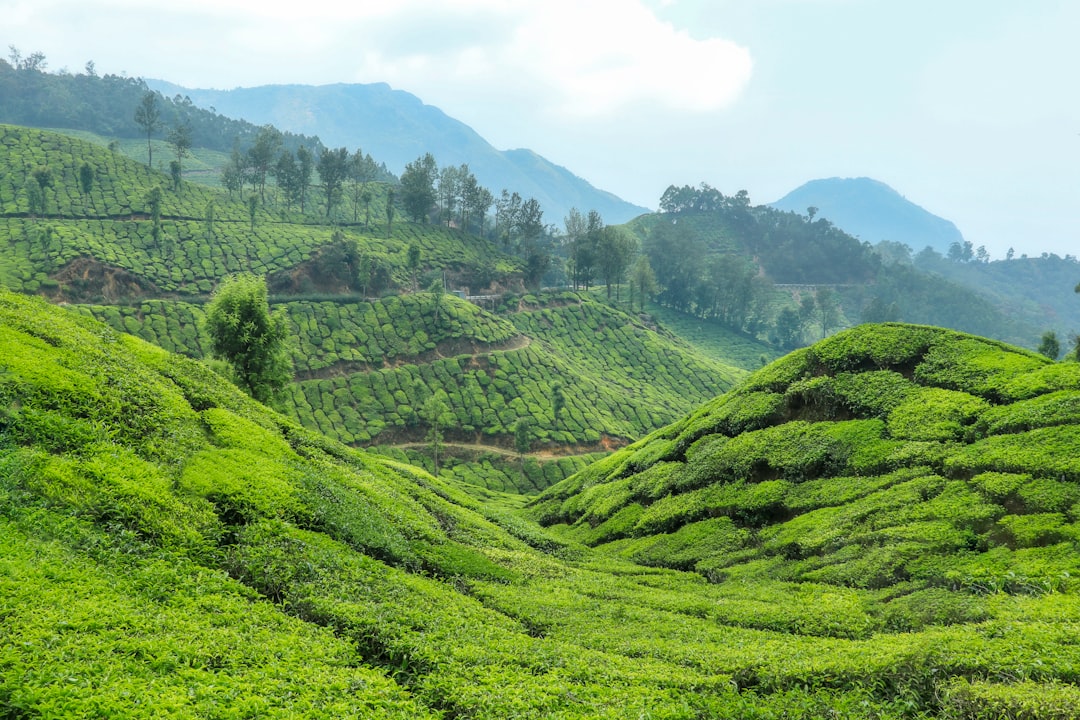 무나르: 차 농장 사이의 천국 - Munnar | Secret World Trip Planner