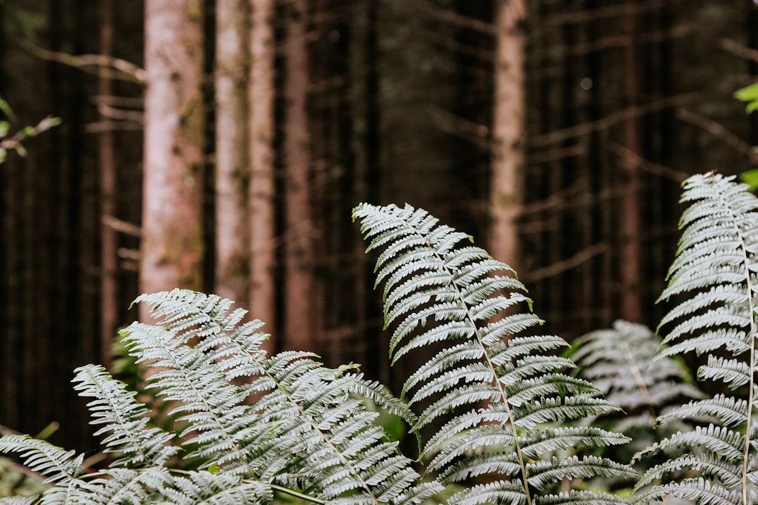 探索巴斯通的阿登森林魔力 - Rue des Scieries 13 | Secret World Trip Planner