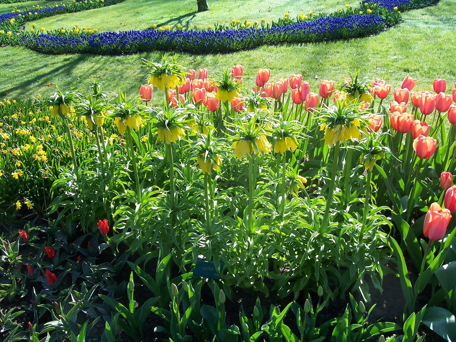 Descubre la Magia de los Jardines de Keukenhof en Lisse - Lisse | Secret World Trip Planner