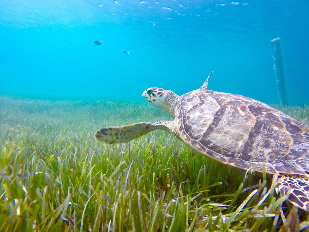 Grace Bay: Il Paradiso delle Spiagge alle Turks e Caicos - Grace Bay TKCA 1ZZ | Secret World Trip Planner