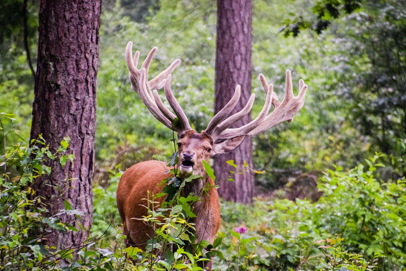 Descubra a beleza do Parque Nacional Hoge Veluwe - Otterlo | Secret World Trip Planner
