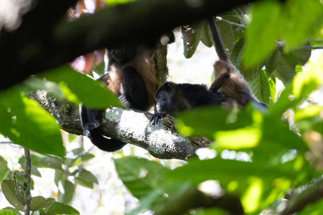 Ometepe : Un Paradis Naturel au Cœur du Nicaragua - Ometepe | Secret World Trip Planner