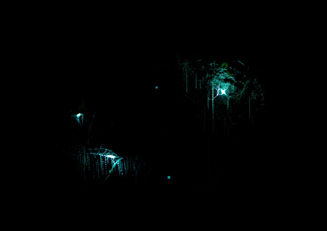 Исследуйте пещеры Уэйтомо: волшебный мир - Waitomo Caves | Secret World Trip Planner