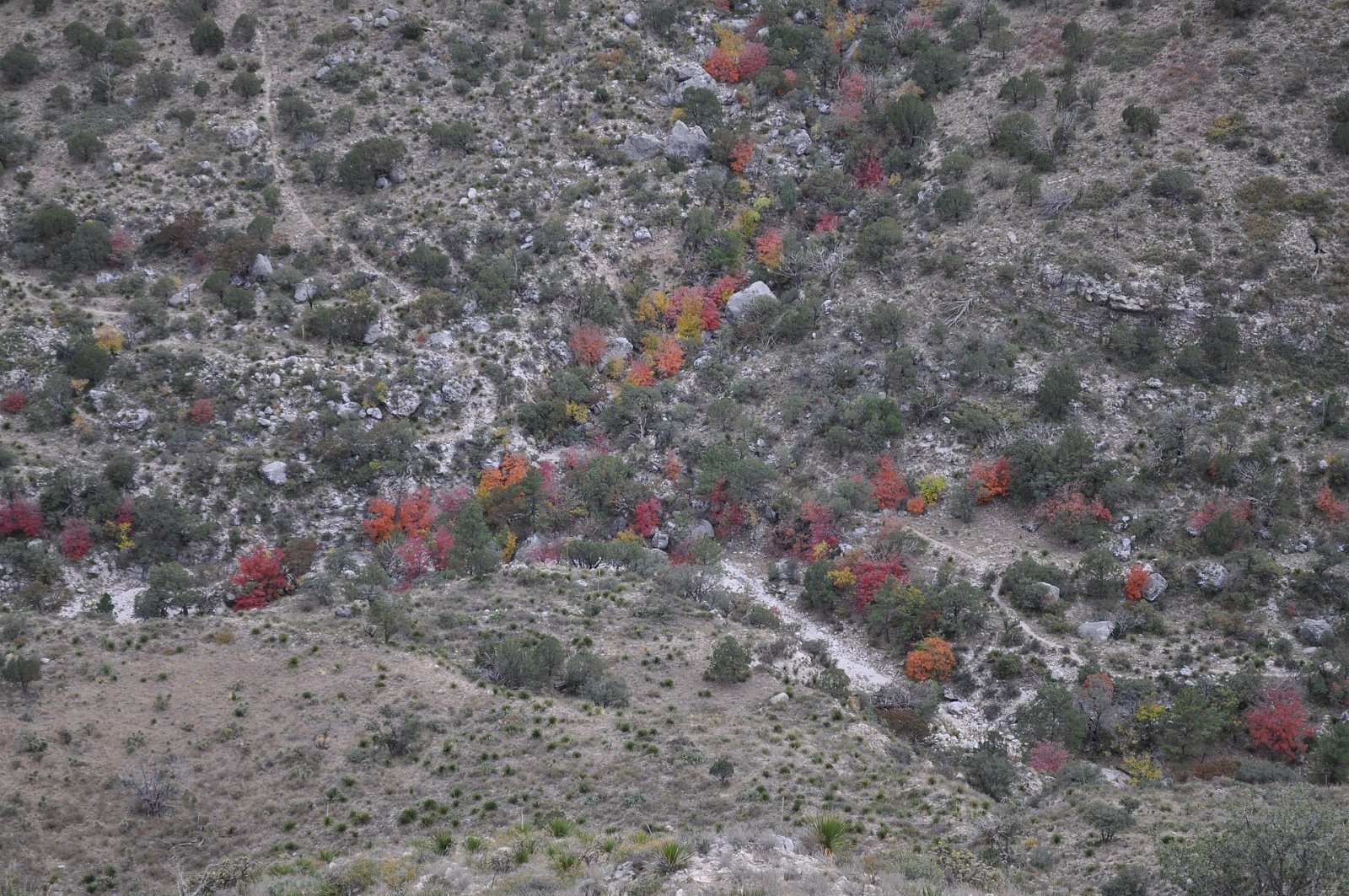 Parque Nacional de las Montañas Guadalupe: un tesoro natural de Texas - Mianyang | Secret World Trip Planner
