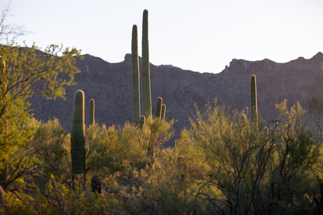 The Timeless Beauty of the Sonoran Desert — Maricopa