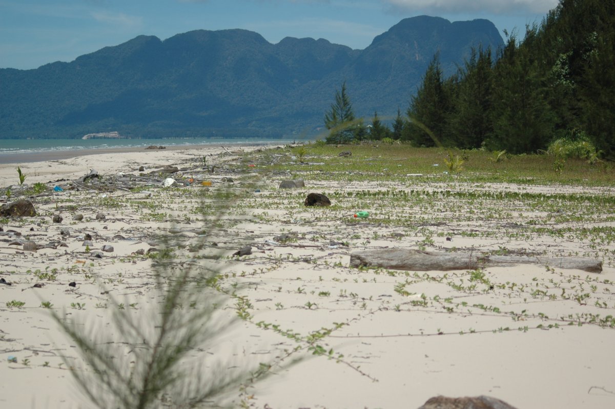Descubre el Parque Nacional de los Humedales de Kuching — 93050 Kuching