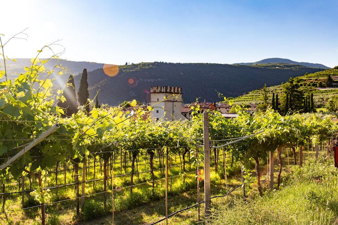 Valpolicella: Il Paradiso dell'Amarone - Valpolicella | Secret World Trip Planner