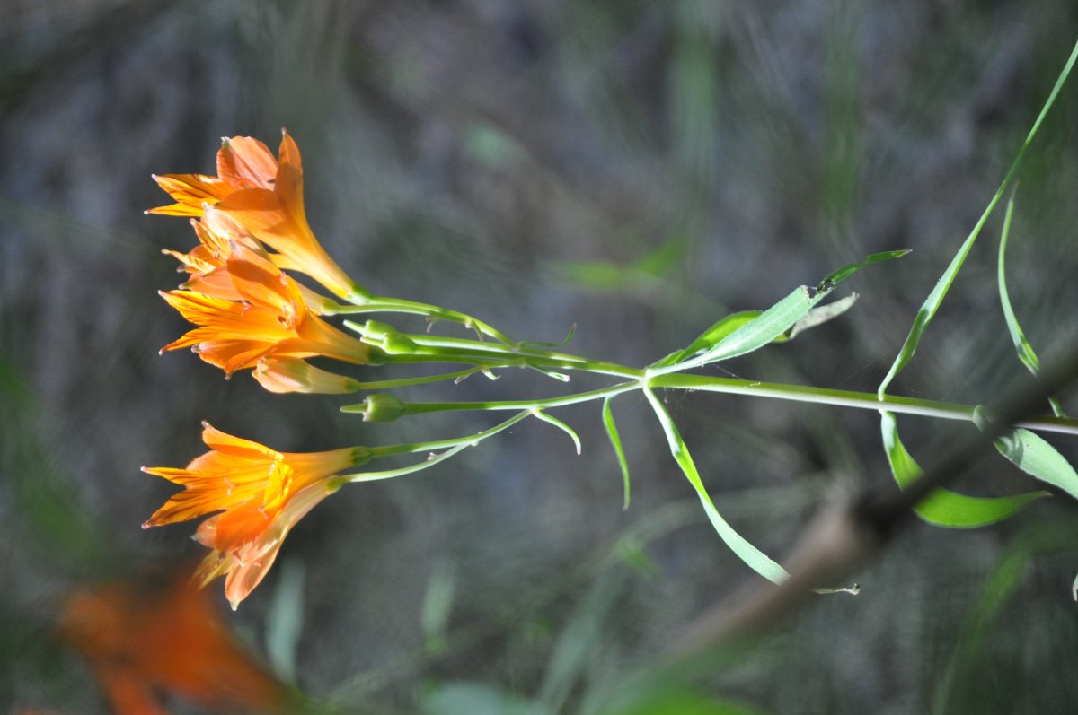 Descubre el Parque Nacional La Campana: senderos ocultos - Hijuelas | Secret World Trip Planner