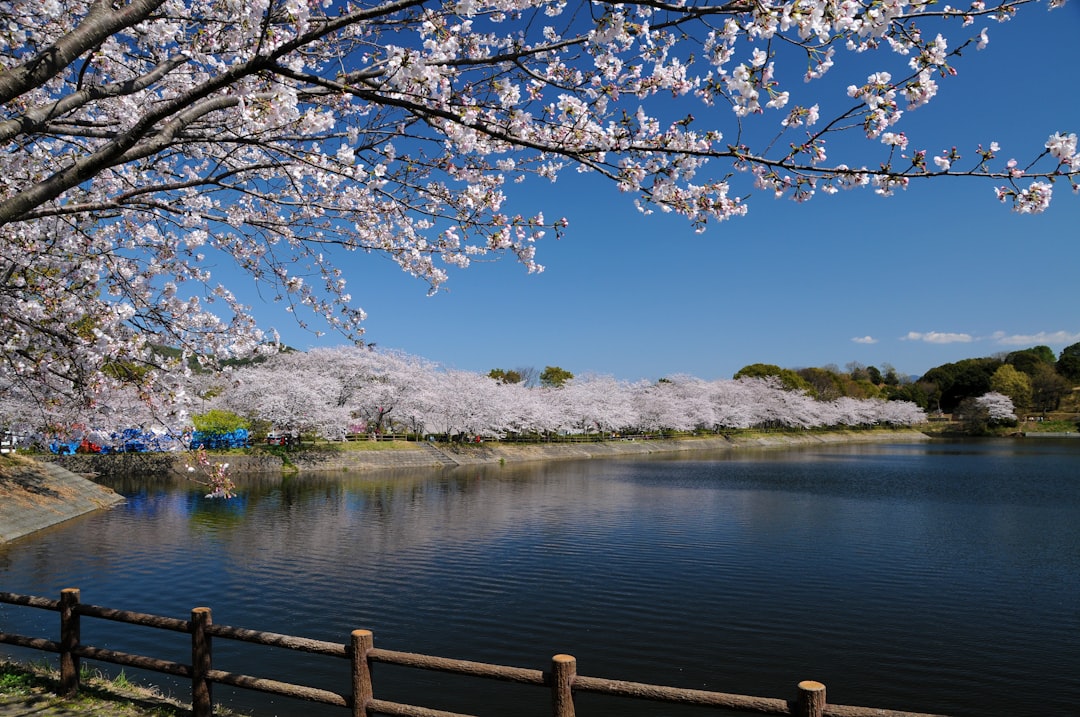Suizenji Jojuen: Un Giardino Segreto di Tranquillità - Kumamoto | Secret World Trip Planner