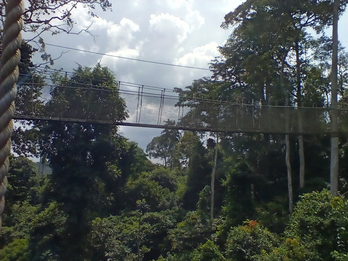Parque Nacional de Kakum: um tesouro no Gana - R82 | Secret World Trip Planner