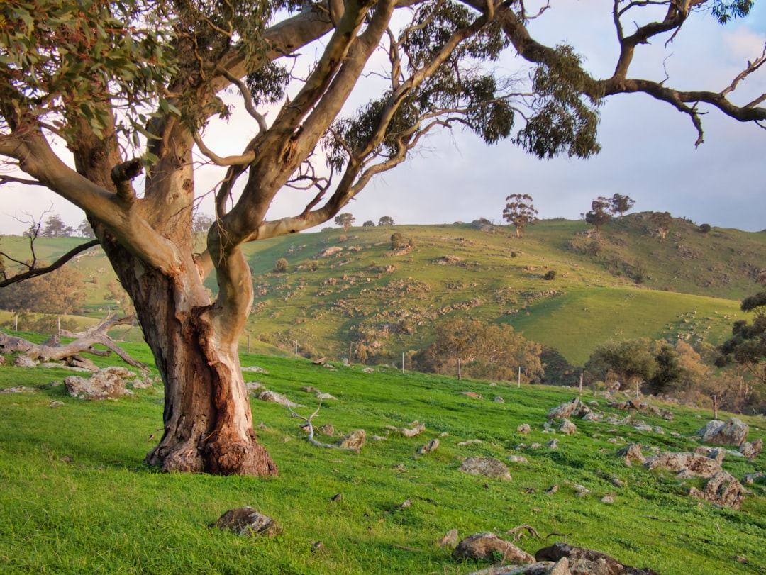 Barossa Valley: The Cradle of Australian Shiraz - Barossa Valley | Secret World Trip Planner