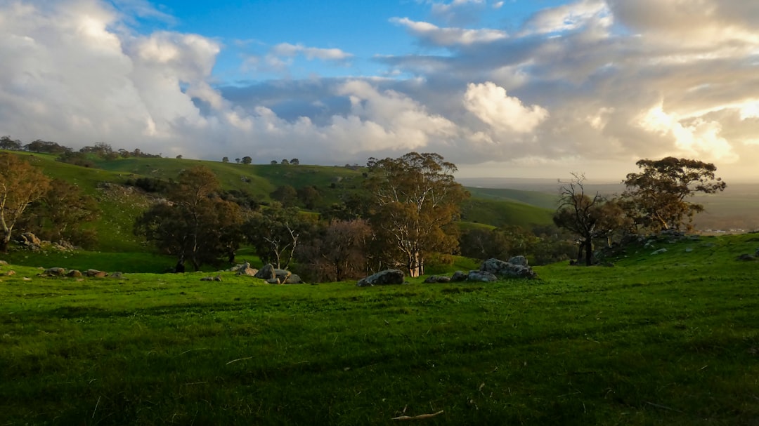 Barossa Valley : le berceau du Shiraz australien - Barossa Valley | Secret World Trip Planner