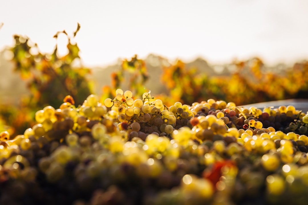 バロッサバレー：オーストラリアのシラーズの故郷 — Barossa Valley