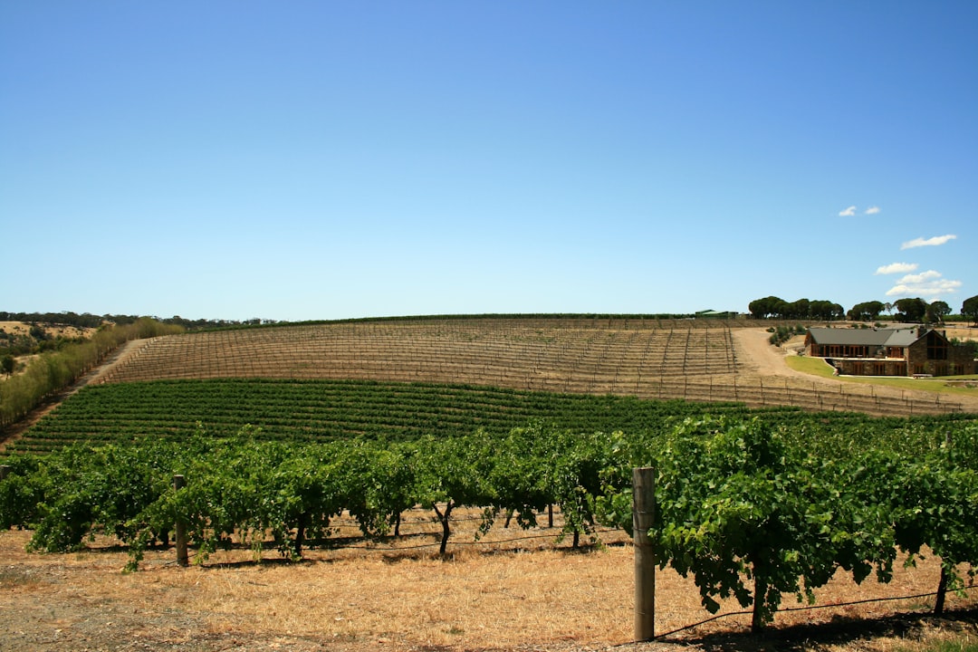 巴罗萨谷:澳大利亚西拉的摇篮 - Barossa Valley | Secret World Trip Planner