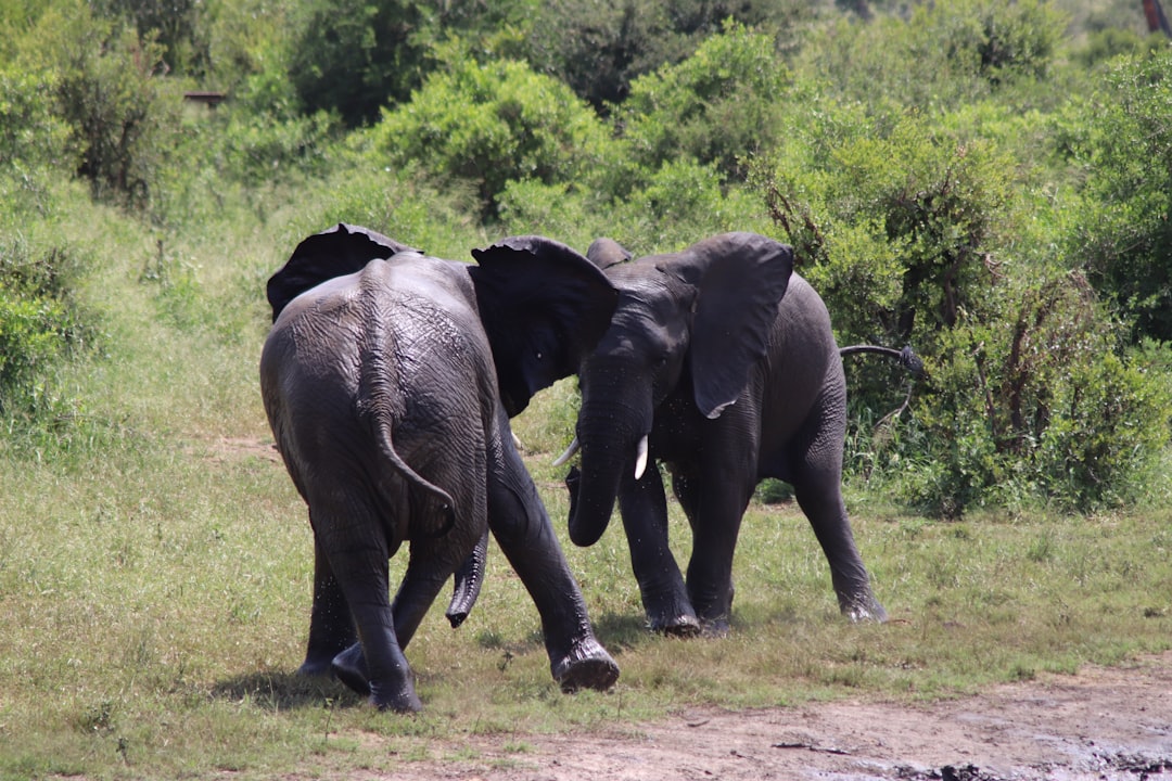Entdecke die Biodiversität am Malelane Gate im Kruger - R570 | Secret World Trip Planner